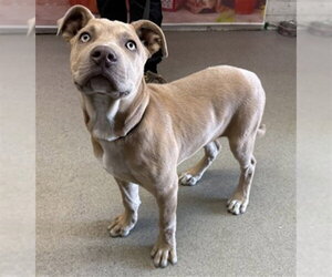 Mutt Dogs for adoption in San Bernardino, CA, USA