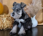 Small Photo #23 Schnauzer (Miniature) Puppy For Sale in GOSHEN, IN, USA