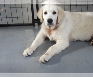English Cream Golden Retriever Puppy for sale in NORTHWOOD, OH, USA