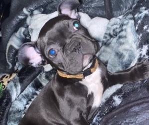 Frenchie Pug Puppy for sale in ANAHEIM, CA, USA