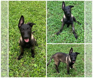 Mutt Dogs for adoption in Naples, FL, USA