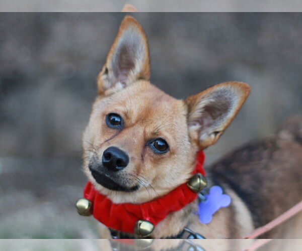 Medium Photo #1 Pineranian Puppy For Sale in Cookeville, TN, USA