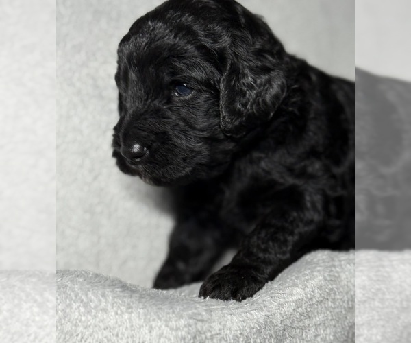 Medium Photo #46 Goldendoodle Puppy For Sale in HOWARD CITY, MI, USA