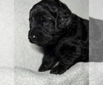 Small Photo #46 Goldendoodle Puppy For Sale in HOWARD CITY, MI, USA