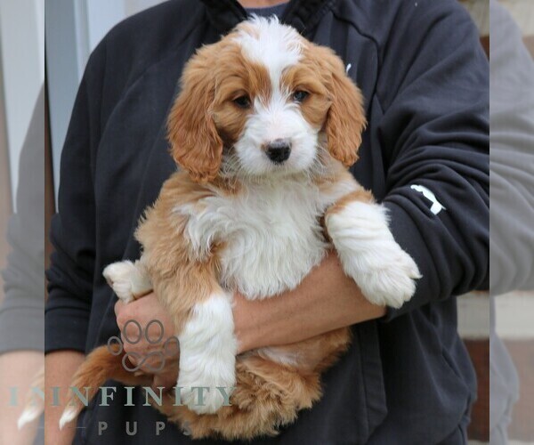 Medium Photo #2 Goldendoodle (Miniature) Puppy For Sale in NARVON, PA, USA