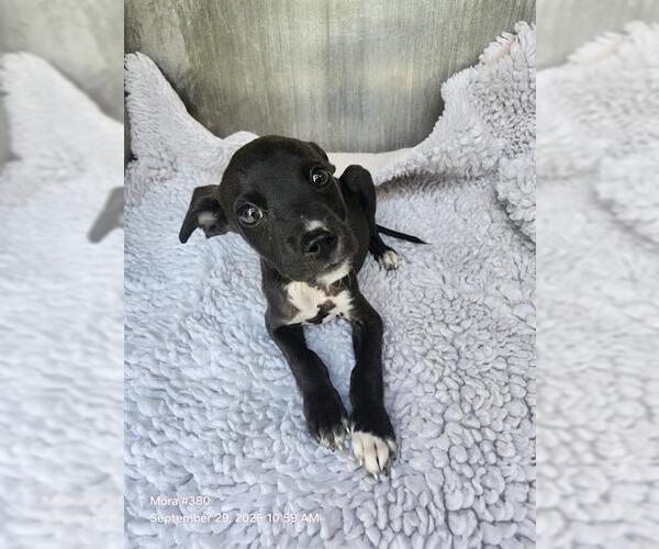 Medium Photo #1 American Staffordshire Terrier-Unknown Mix Puppy For Sale in San Antonio, TX, USA
