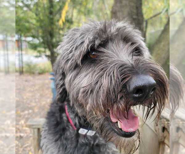 Medium Photo #1 Labrador Retriever-Unknown Mix Puppy For Sale in Elmsford, NY, USA