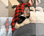 Small #1 Mutt