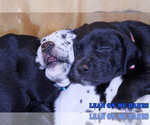 Small Photo #4 Great Dane Puppy For Sale in YELLVILLE, AR, USA
