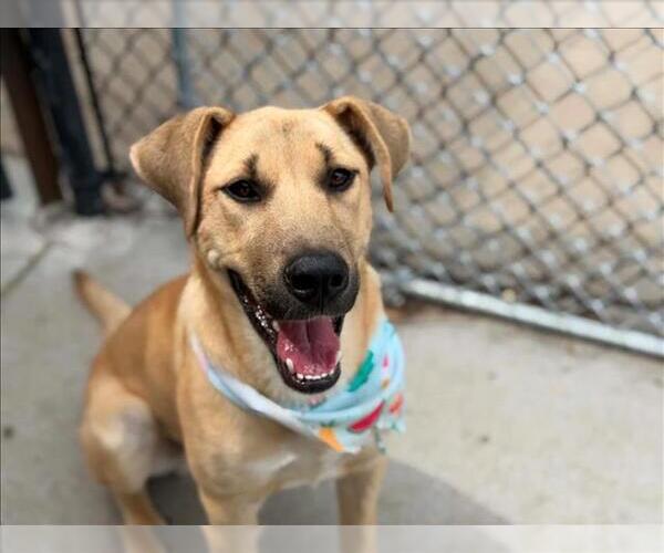 Medium Photo #2 Labrador Retriever-Unknown Mix Puppy For Sale in Tulsa, OK, USA
