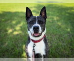Small Photo #3 Holland Shepherd-Unknown Mix Puppy For Sale in Tavares, FL, USA
