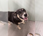 Small American Staffordshire Terrier-Siberian Husky Mix