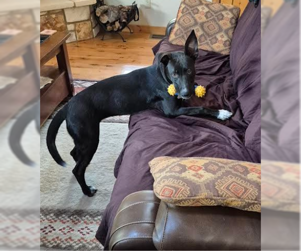 Medium Photo #2 Shollie Puppy For Sale in Bandera, TX, USA