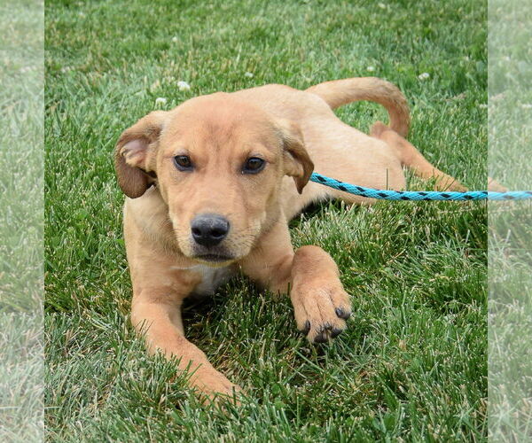 Medium Photo #9 Boxador Puppy For Sale in Huntley, IL, USA