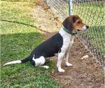 Small #9 Beagle