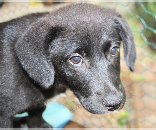 Medium Photo #2 Labrador Retriever-Mutt Mix Puppy For Sale in LOVELADY, TX, USA