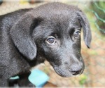 Small #1 Labrador Retriever-Mutt Mix