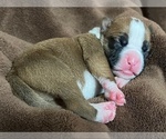 Small Photo #26 Boxer Puppy For Sale in PONTOTOC, MS, USA