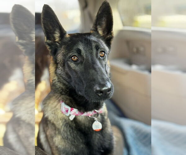 Medium Photo #13 Mutt Puppy For Sale in Imlay City, MI, USA