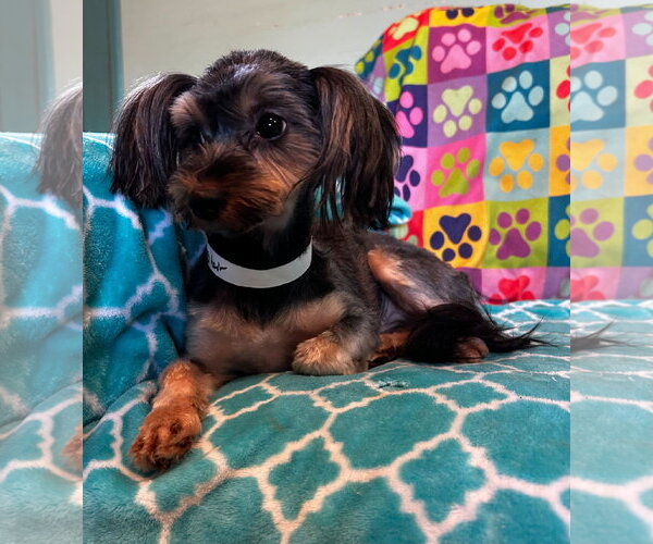 Medium Photo #6 Mutt Puppy For Sale in Pacolet, SC, USA