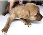 Small #1 Mutt