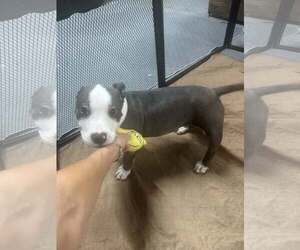 American Pit Bull Terrier-Unknown Mix Dogs for adoption in Jackson Township, NJ, USA