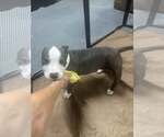 Small American Pit Bull Terrier Mix