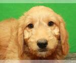 Small Photo #9 Golden Retriever-Poodle (Toy) Mix Puppy For Sale in SHAWNEE, OK, USA