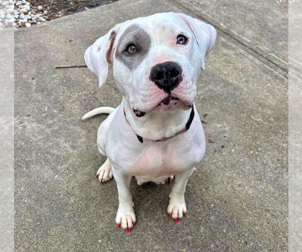 Medium Photo #11 American Bulldog-Unknown Mix Puppy For Sale in Germantown, OH, USA