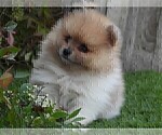 Image preview for Ad Listing. Nickname: Pomeranian Near