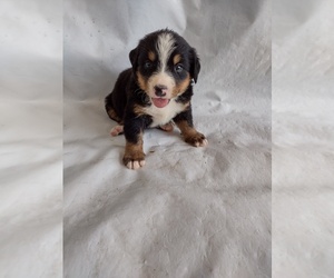 Bernese Mountain Dog Dog for Adoption in MEMPHIS, Missouri USA