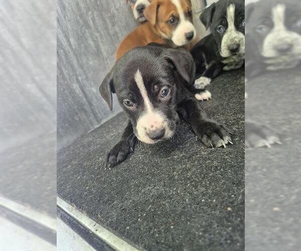 Medium Photo #1 American Staffordshire Terrier-Unknown Mix Puppy For Sale in San Antonio, TX, USA