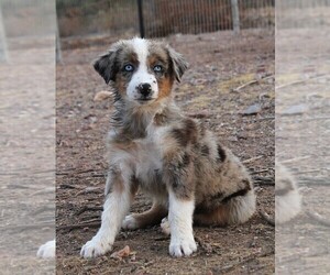Australian Shepherd Litter for sale in WITTMANN, AZ, USA