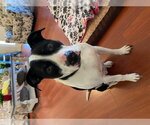 Small Photo #5 Labrador Retriever-Staffordshire Bull Terrier Mix Puppy For Sale in Ball Ground, GA, USA