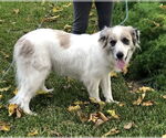 Small #7 Great Pyrenees