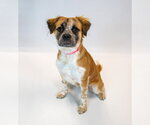 Small Photo #2 Boxer-Colonial Cocker Spaniel Mix Puppy For Sale in Kennesaw, GA, USA