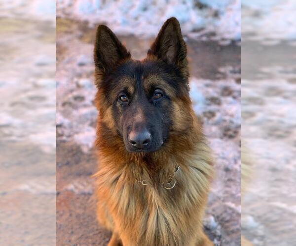 Medium Photo #1 German Shepherd Dog Puppy For Sale in TORONTO, OH, USA