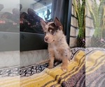 Small Photo #4 Pomsky Puppy For Sale in KANSAS CITY, KS, USA