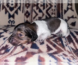 Dachshund Puppy for sale in LAWRENCEBURG, TN, USA
