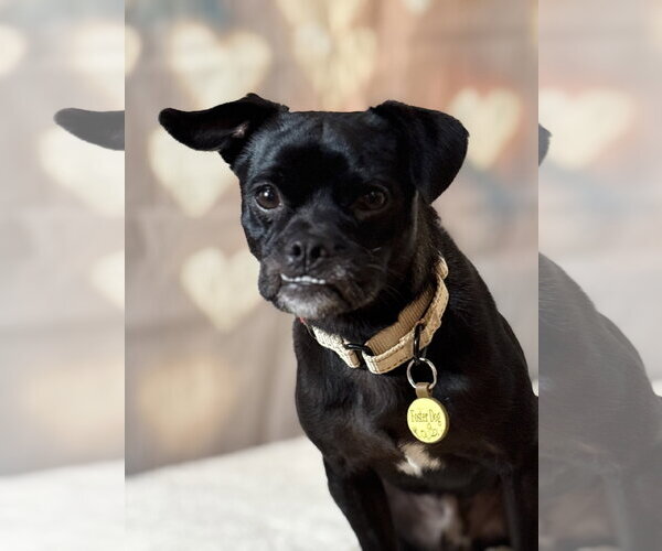 Medium Photo #6 Pug-Unknown Mix Puppy For Sale in New London, WI, USA