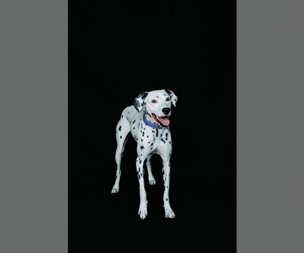 Medium Photo #4 Dalmatian Puppy For Sale in Orlando, FL, USA