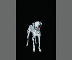 Small #3 Dalmatian