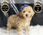 Small #5 Maltipoo