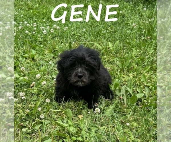 Medium Photo #2 Shih-Poo Puppy For Sale in HARTLAND, MN, USA