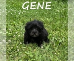Small #1 Shih-Poo