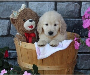 Golden Retriever Puppy for sale in FREDERICKSBURG, OH, USA