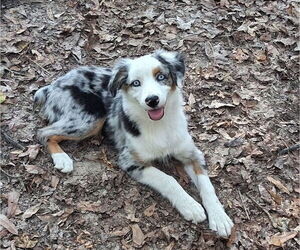 Miniature Australian Shepherd Puppy for sale in TAYLORSVILLE, MS, USA