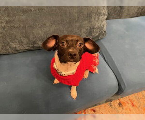 Medium Photo #2 Chihuahua-Unknown Mix Puppy For Sale in Plainfield, IL, USA