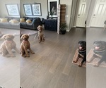 Small #3 Rottweiler