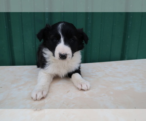 Border Collie Puppy for sale in CLARE, MI, USA